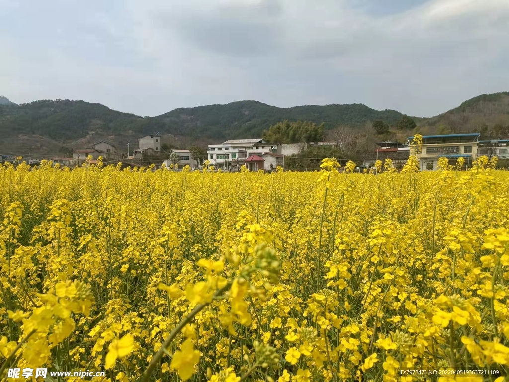 油菜田