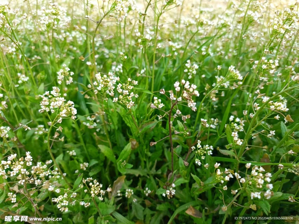 油菜