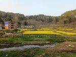 田野