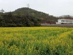 田野