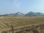 田野