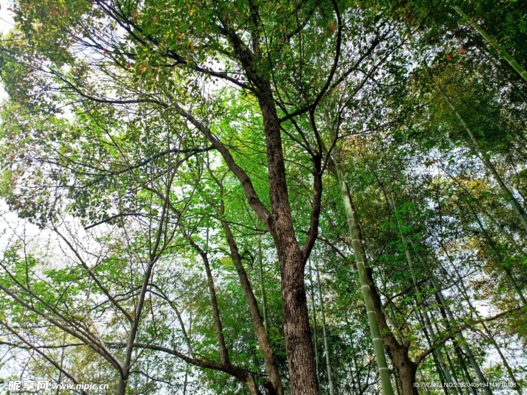竹林