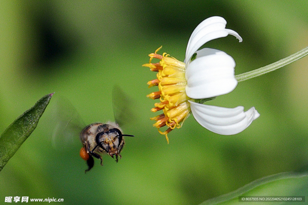 蜜蜂在小野菊上采蜜 