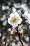 白梅花