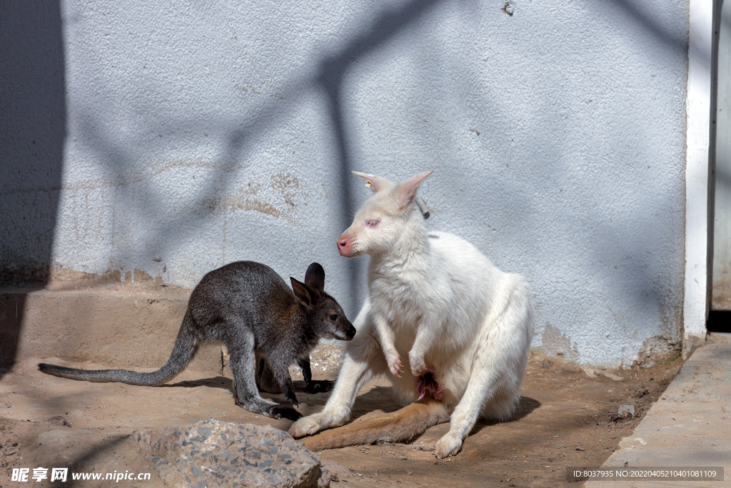 白袋鼠宝宝和它的妈妈