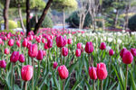 郁金香花丛
