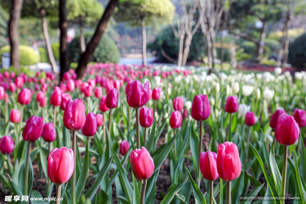 郁金香花丛