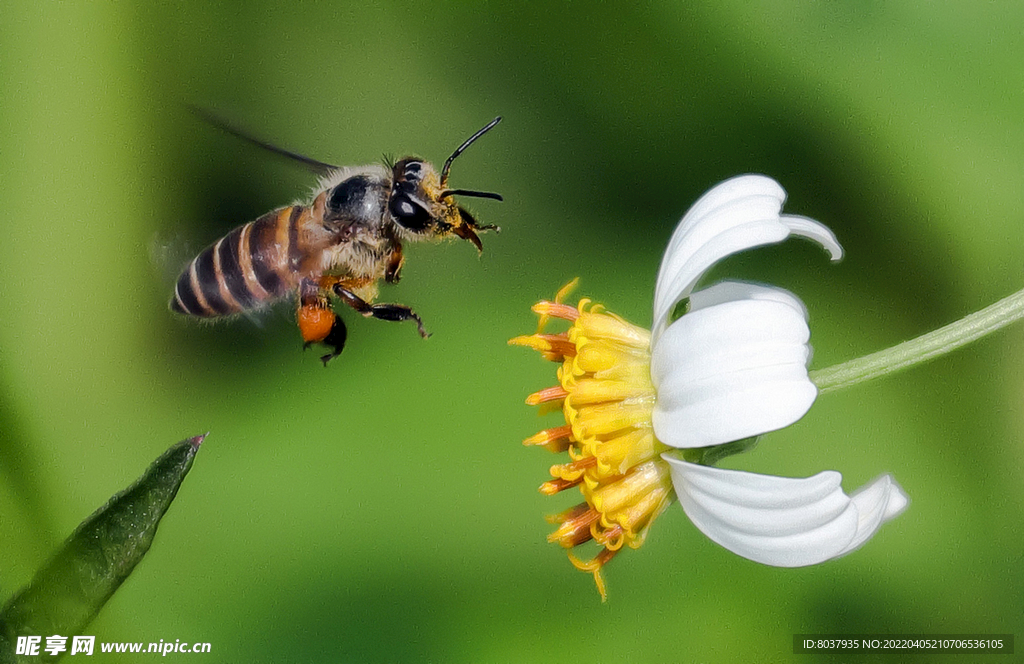 蜜蜂在小野菊上采蜜