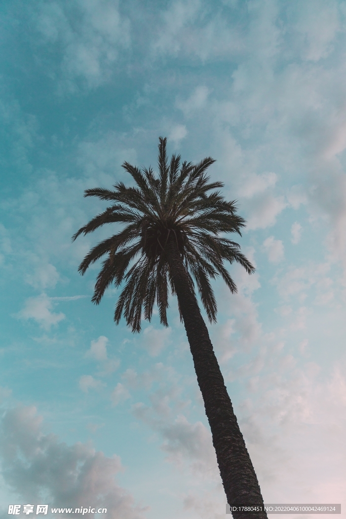 棕榈树