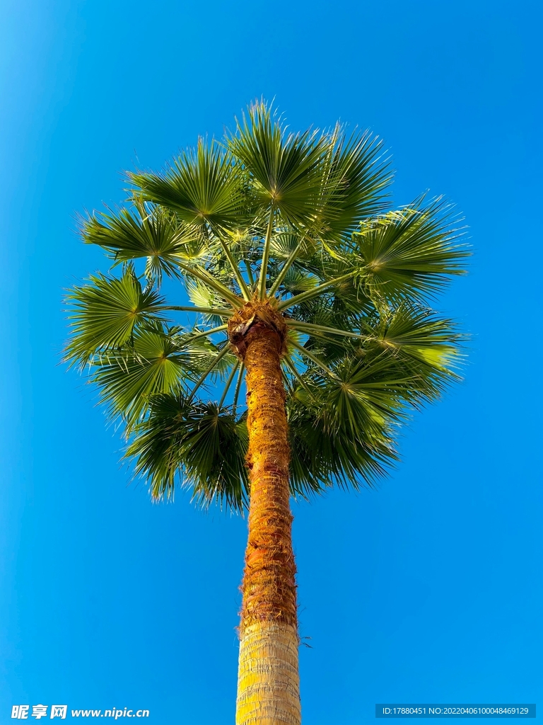 棕榈树