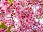 花卉