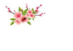 桃花素材
