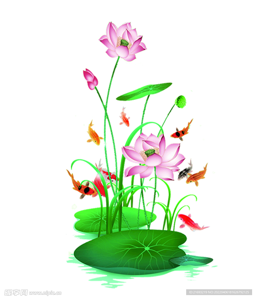 荷花国画