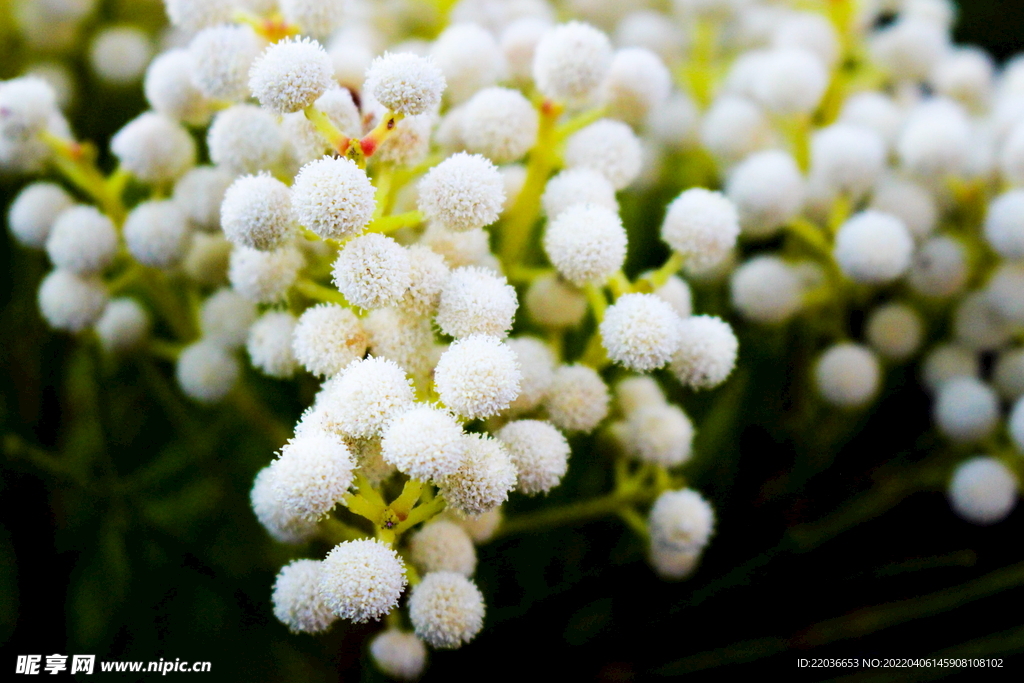 白色蓬松花卉