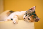 小猫特写