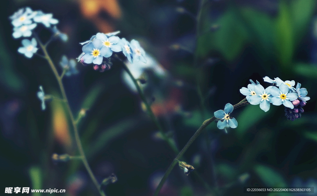 蓝色的花朵
