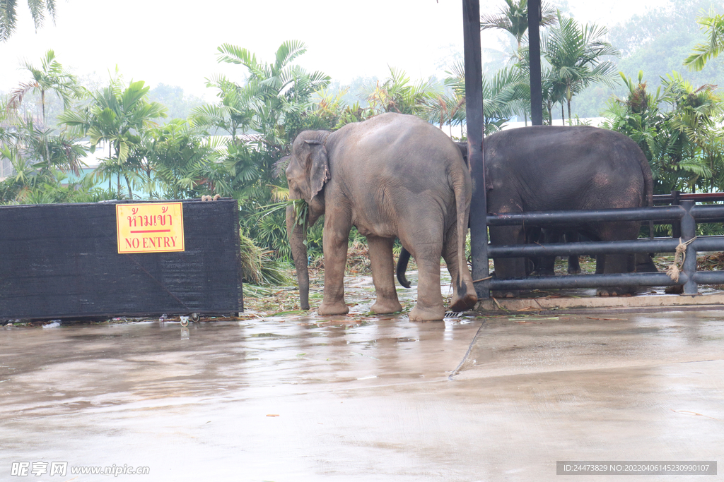 泰国旅游热带大象照片
