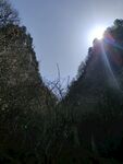 山