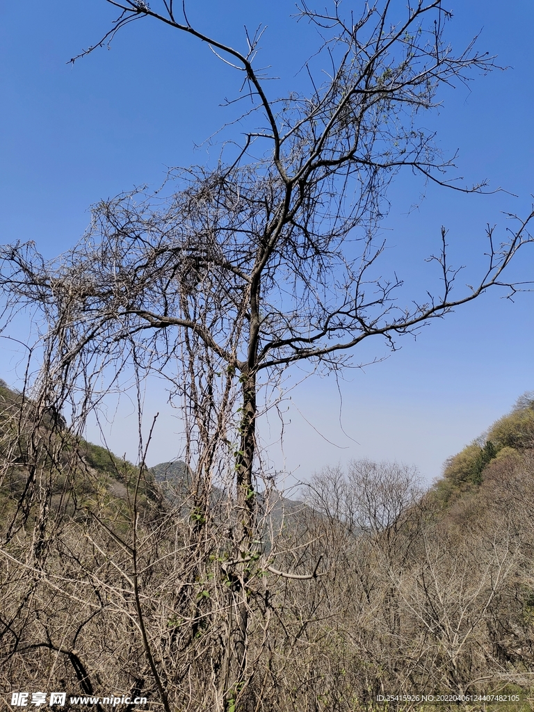 树