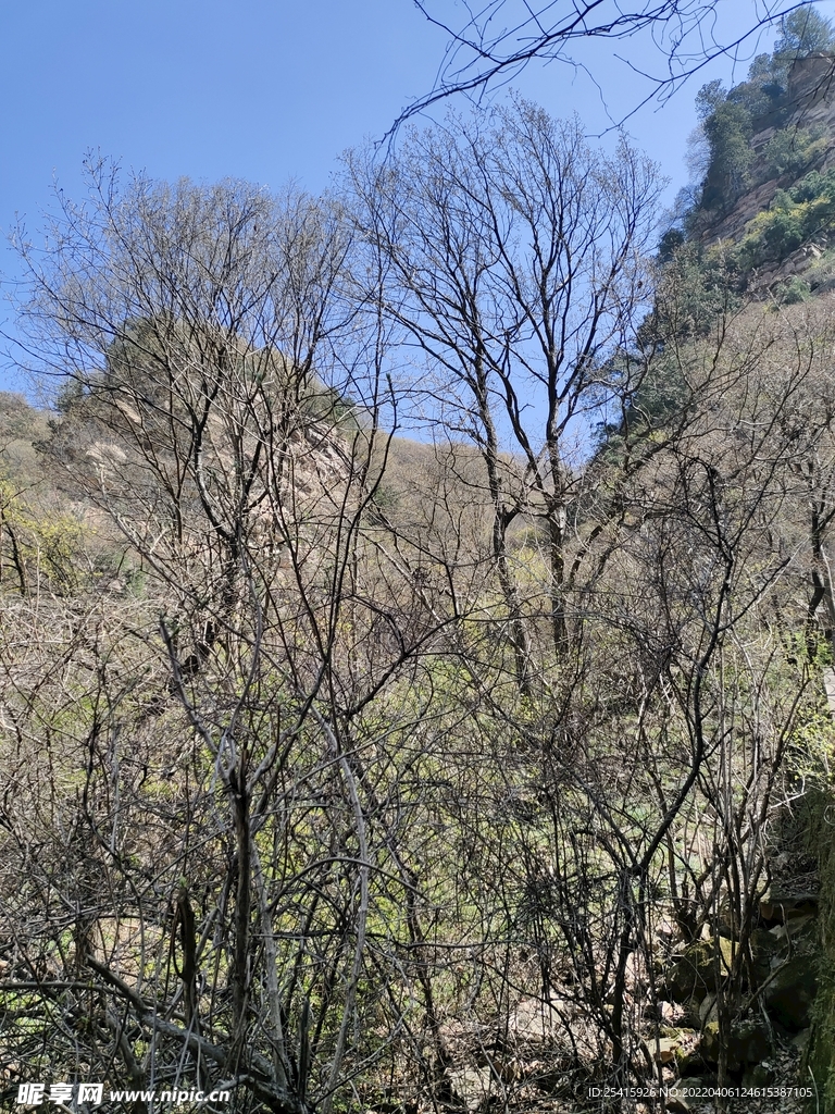 树