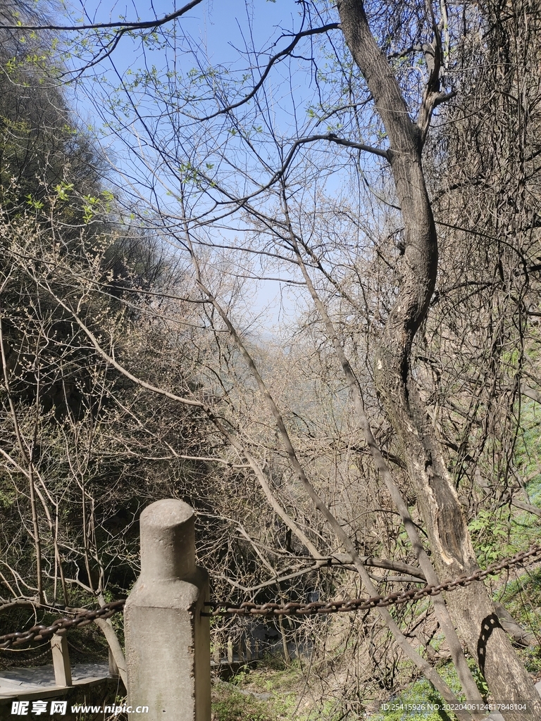 树