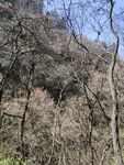 树