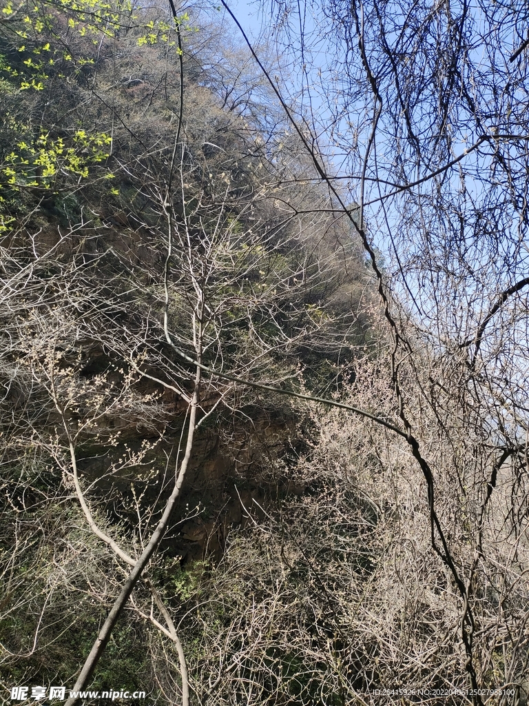 树