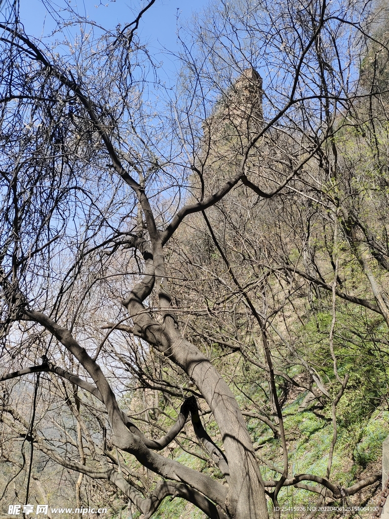 树