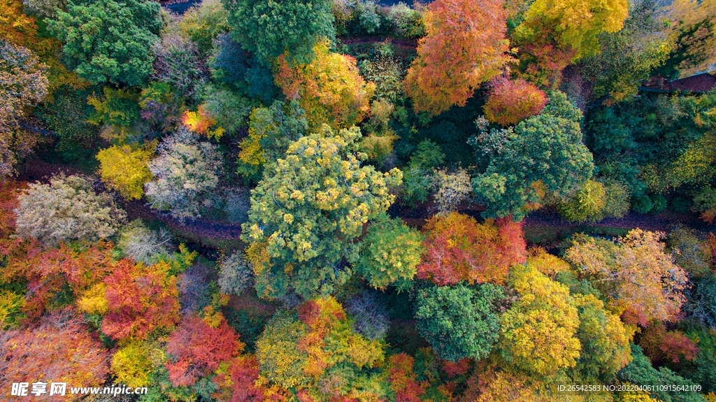 彩色森林