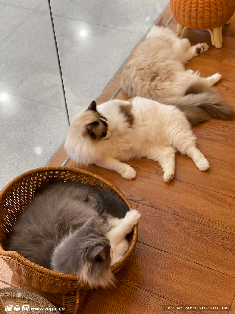 猫
