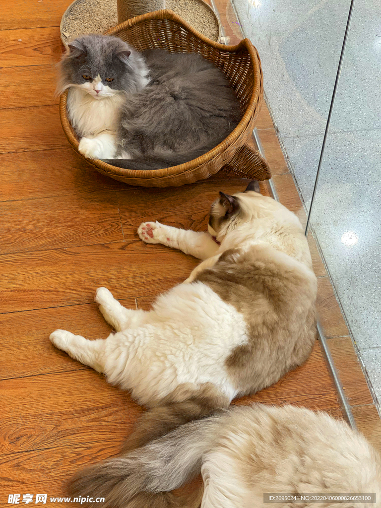 猫