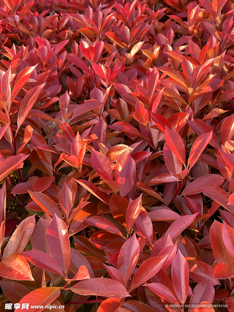 红色叶子
