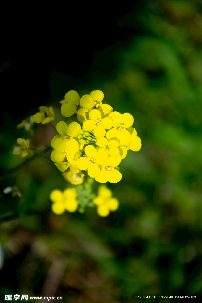 油菜花