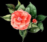 山茶花图片