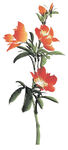 山茶花图片