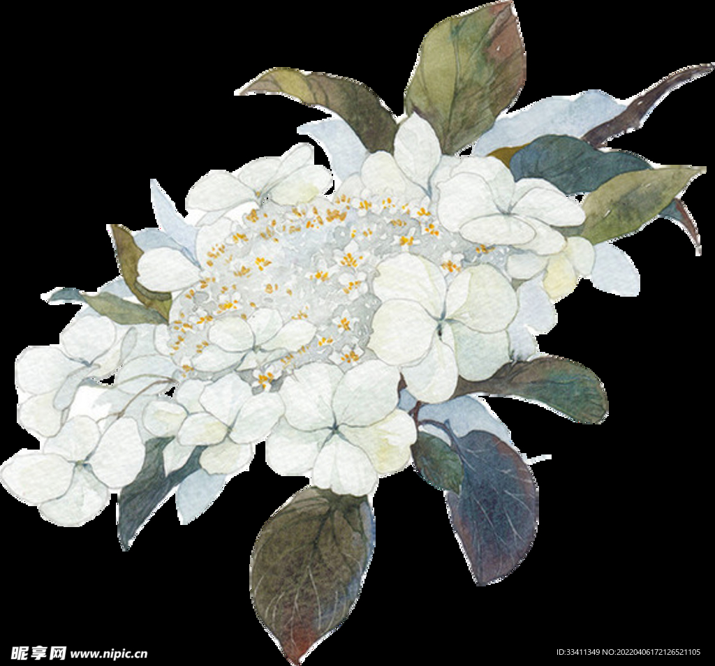 山茶花图片