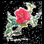 山茶花图片