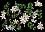 茉莉花插画海报图片 
