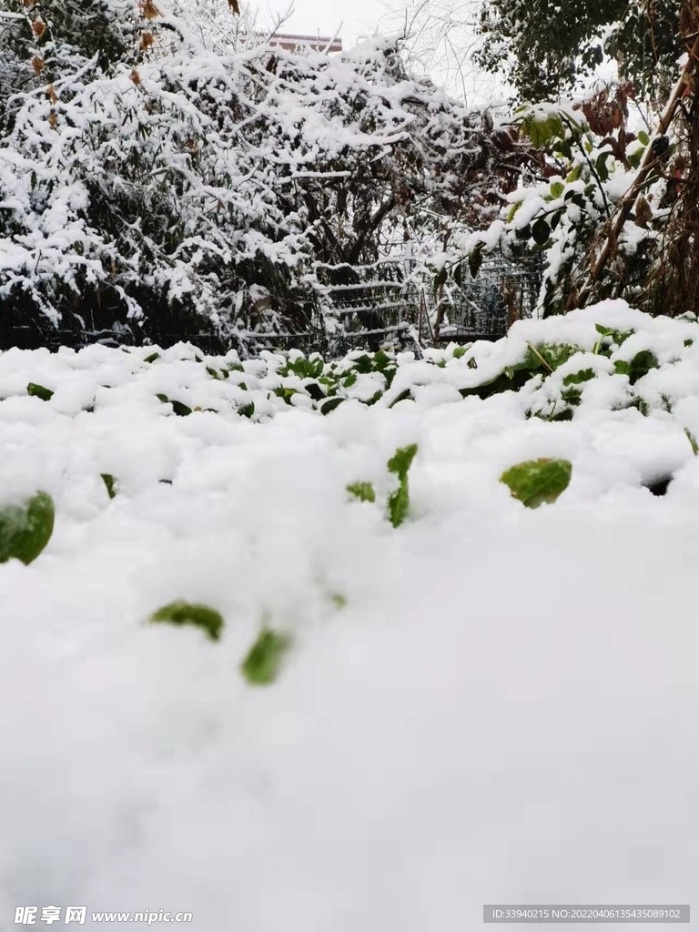 雪地