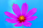 格桑花