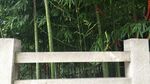 竹林围栏