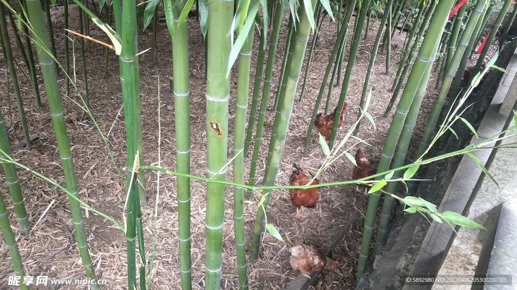竹林养鸡