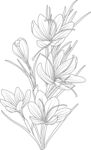手绘藏红花素材黑白线条植物
