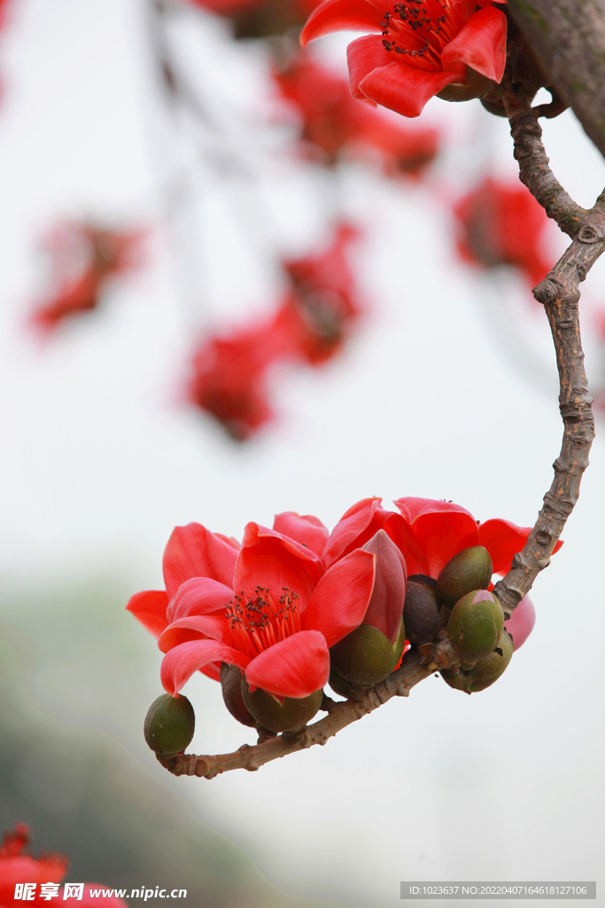 木棉花