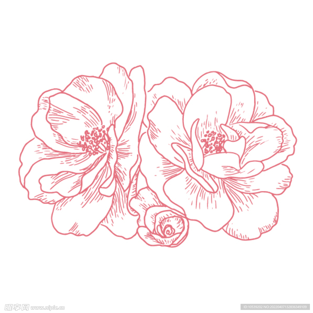 牡丹花