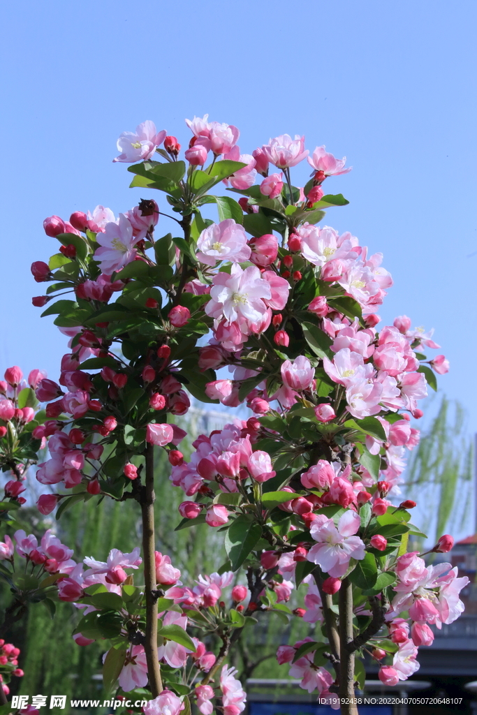 西府海棠花 