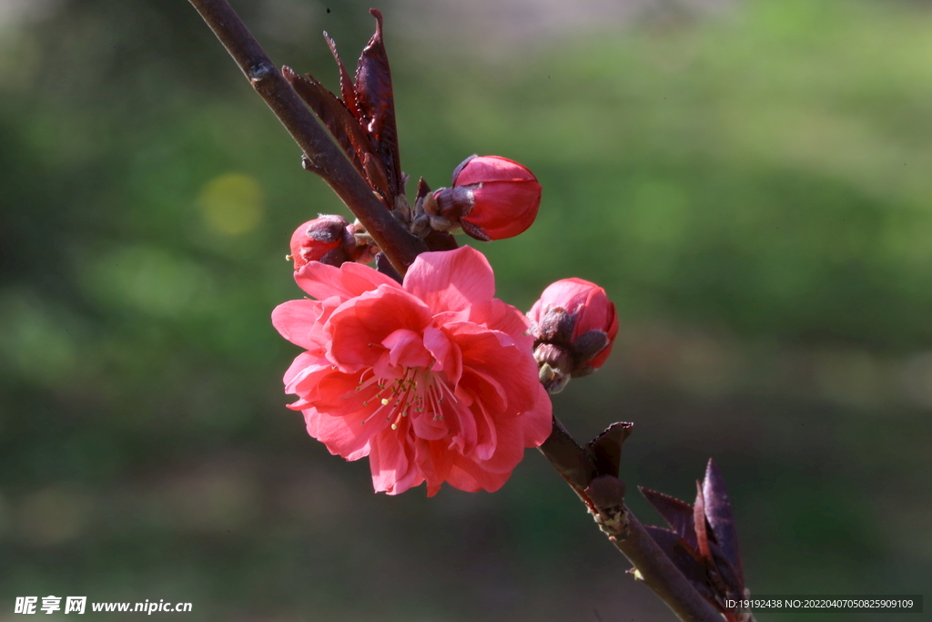 桃花