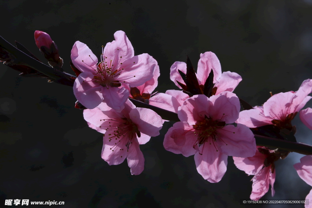 桃花 
