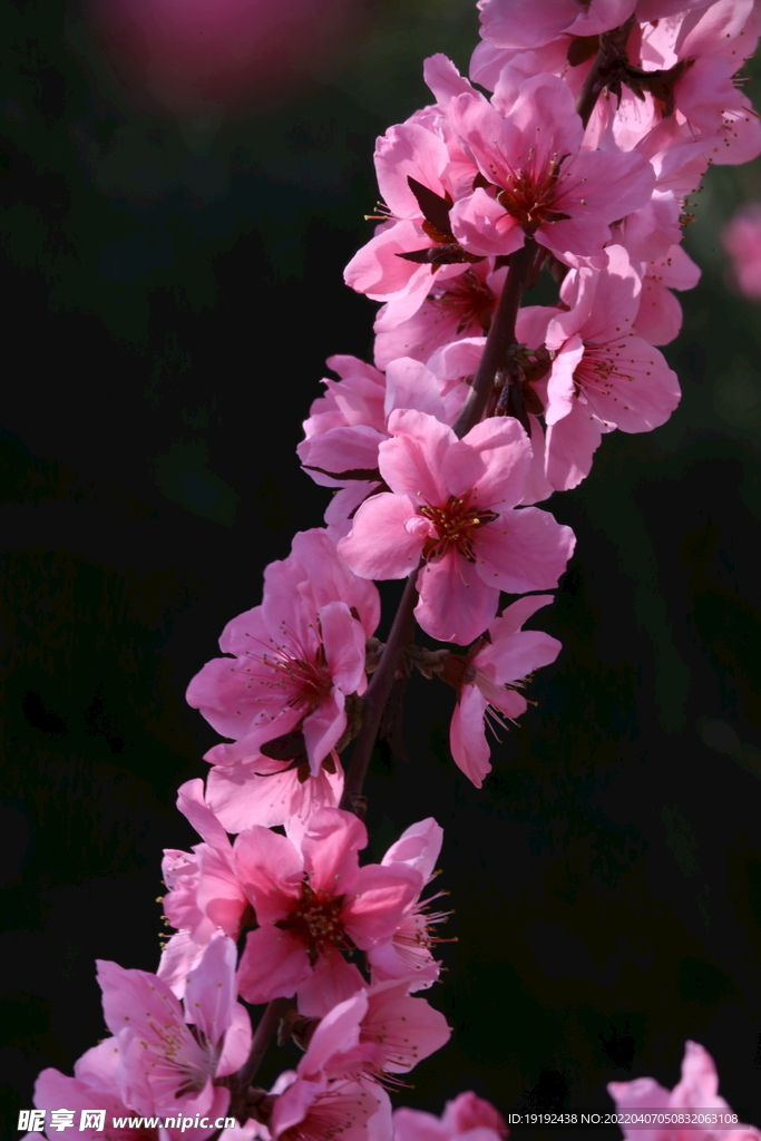 桃花  