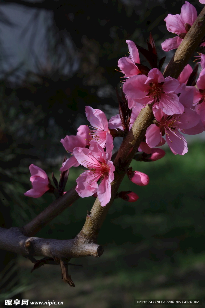 桃花 
